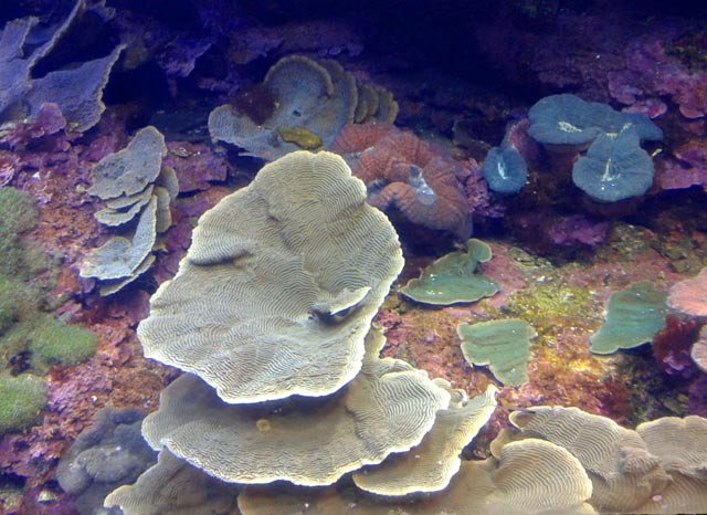 Sleeping Corals
